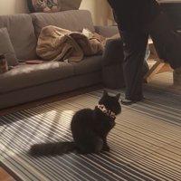 テーブルを動かす人と座っている猫