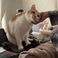 猫の顔を撫でる飼い主