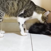 子猫の背中をなめる成猫