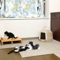 仲良く遊ぶ3匹の子猫