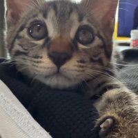 キジトラの子猫の顔