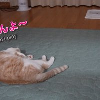寝そべる猫