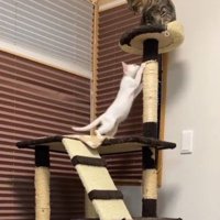 キャットタワーの頂上に座る姉猫