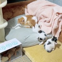 寝ている猫と遊んでいる2匹の子猫