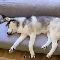 昼寝をする犬と猫
