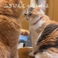 見つめ合う2頭の猫