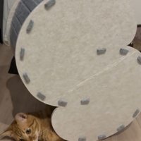 ハウスから顔が滑り出てきた猫2