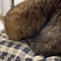 横からのアップ