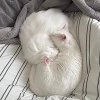 寄り添って寝る二匹の猫