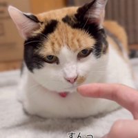 座っている三毛猫