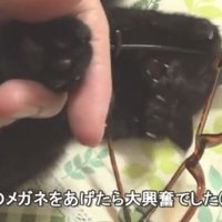 メガネに夢中のロコちゃん%%
