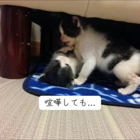 じゃれ合う2匹の子猫
