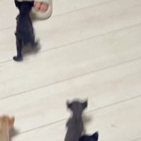よちよちと歩く赤ちゃん猫