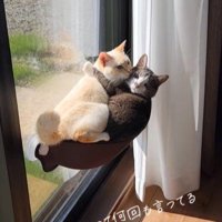 窓辺にいる2匹の猫