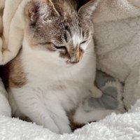 毛布にくるまる猫