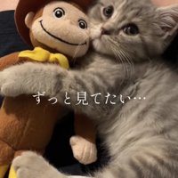 飼い主の膝の上でぬいぐるみを抱えて斜め上を見つめる子猫