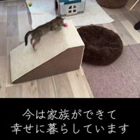 猫じゃらしを追いかける子猫