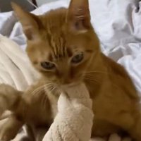 猫が咥えている毛布