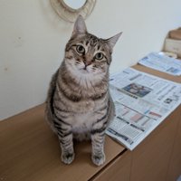首をかしげる猫