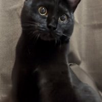 カメラ目線の猫の写真