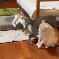 キジトラ猫にぶつかられた茶白猫