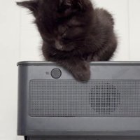 座って寝ている子猫