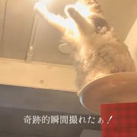 光りだした電球と猫