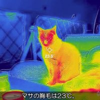 マサくんのサーモグラフィ画像