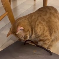 中を覗いて