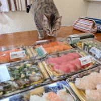 寿司を見る猫