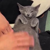 ヘソ天している猫