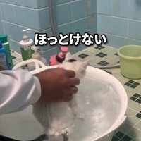 洗われる子猫