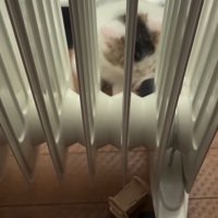 ヒーターの向こう側にいる子猫