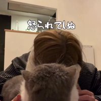 飼い主の頭をつかむ猫