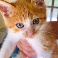 抱っこされている子猫
