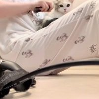 飼い主の膝の上でドライヤーされているマンチカンの子猫