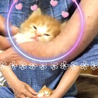 ウトウトする子猫