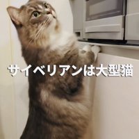 キッチンの台に前足をついて立つサイベリアン