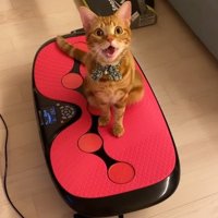 ダイエットマシンの上に乗っている猫