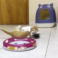 じゃれ合う2匹の猫