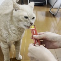 おやつ
