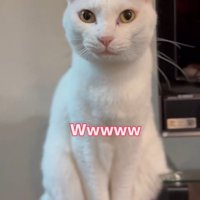 「ｗｗｗ」と書かれた写真