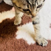 おかーしゃんのほうへ向かう子猫