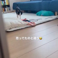 絨毯の上に立っている猫