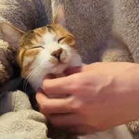 飼い主さんに抱っこされる三毛猫