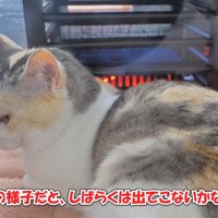 この様子だと