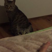 ベッドの下にいる猫