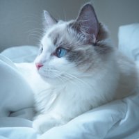 水色の瞳で遠くを見つめるハチワレ柄のラグドール