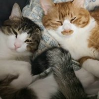 添い寝をしている2匹の猫たち