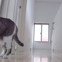 ヨシ
